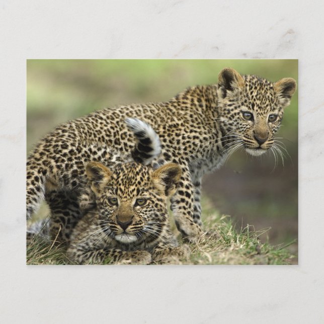 Postal Leopard Babys (Anverso)
