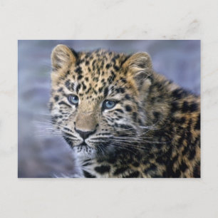 Postal Leopard Cub