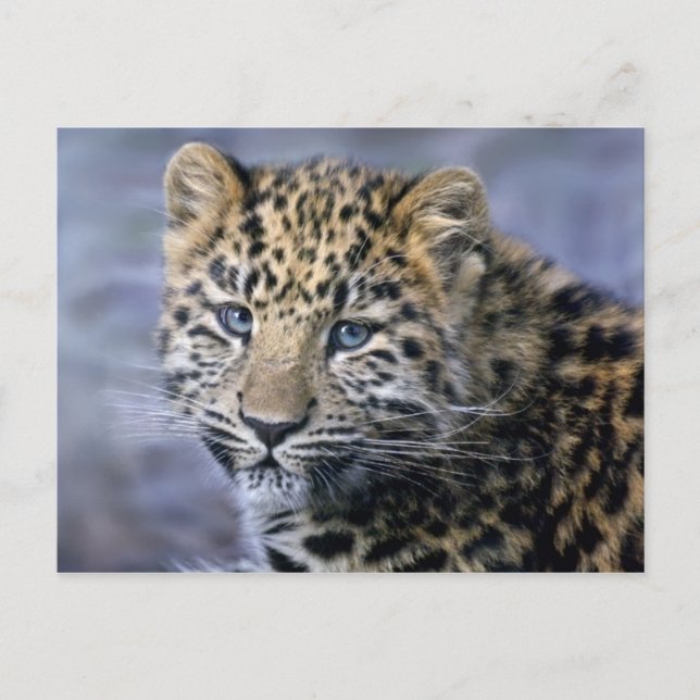 Postal Leopard Cub (Anverso)