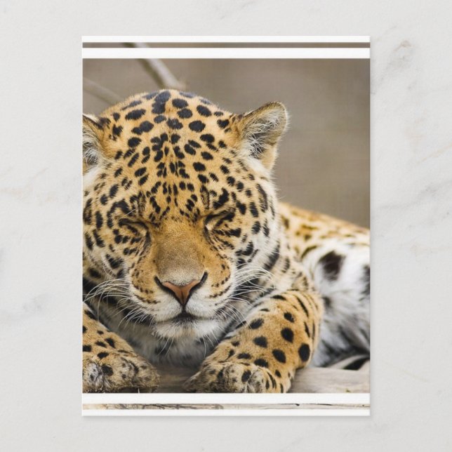 Postal Leopard Cub (Anverso)