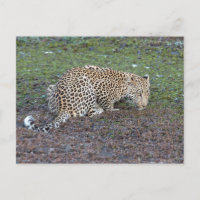 Leopard Gira Su Cabeza Hacia Nosotros