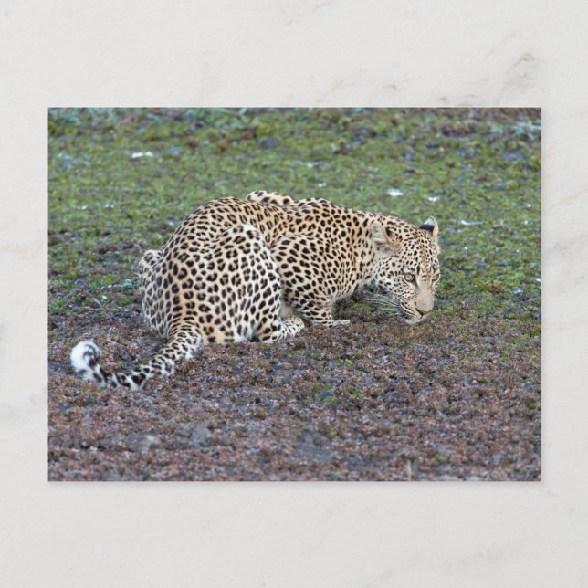 Postal Leopard Gira Su Cabeza Hacia Nosotros (Anverso)