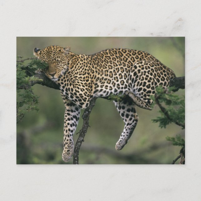 Postal Leopard, (Panthera pardus), Kenia, Masai Mara (Anverso)