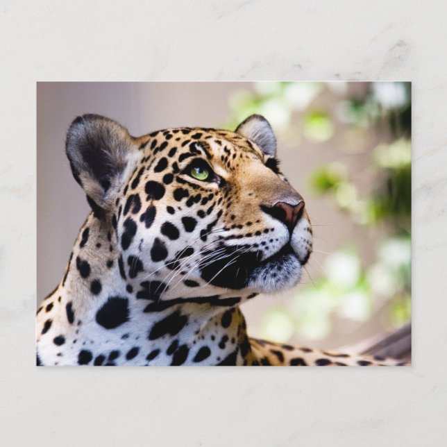 Postal Leopard Photograph (Anverso)