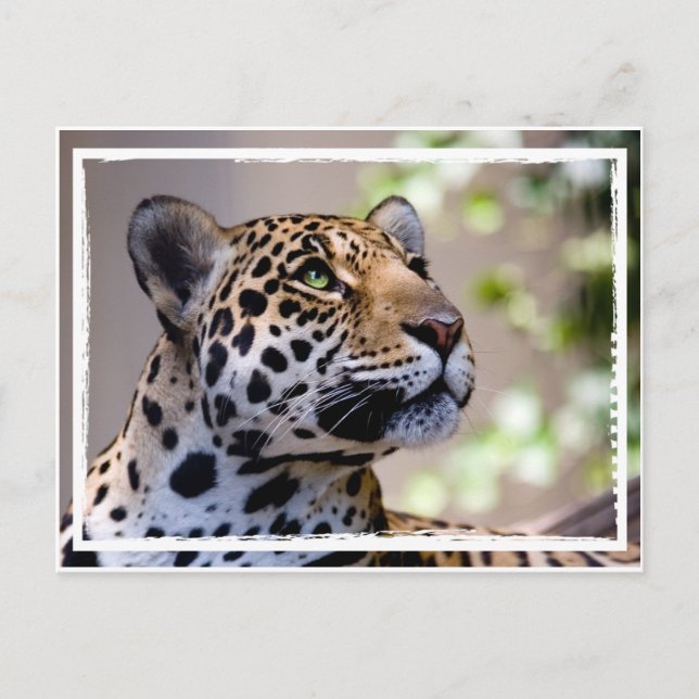 Postal Leopard Photograph (Anverso)