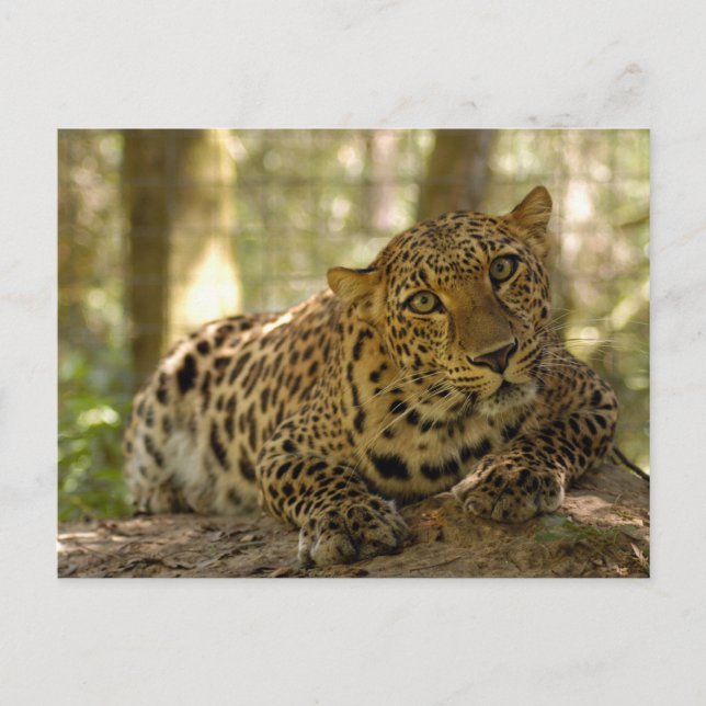 Postal Leopard Postcard (Anverso)