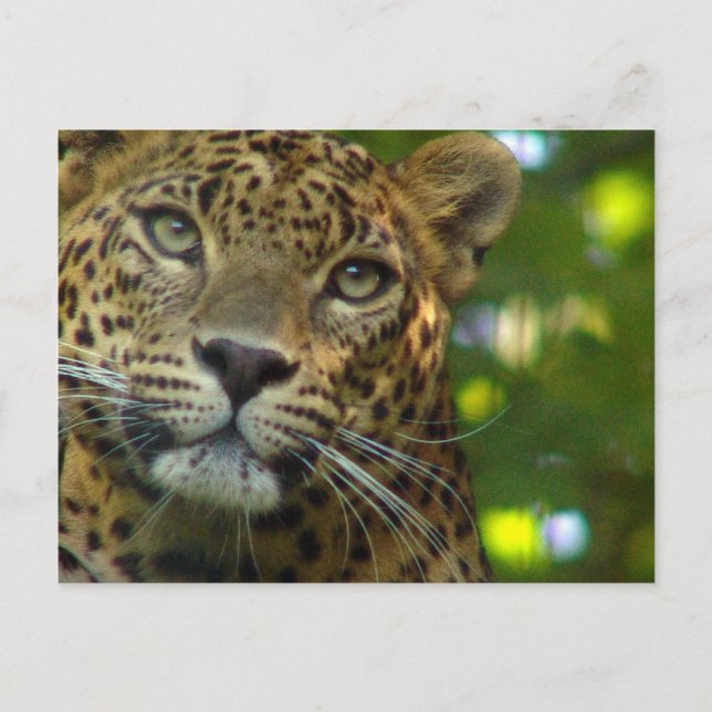 Postal Leopard Postcard (Anverso)