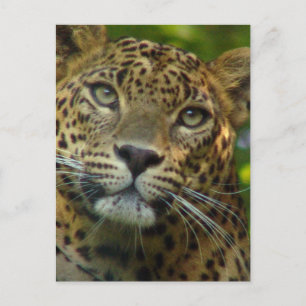 Postal Leopard Postcard