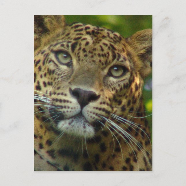 Postal Leopard Postcard (Anverso)