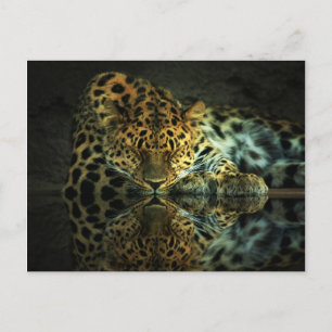 Postal Leopard Postcard