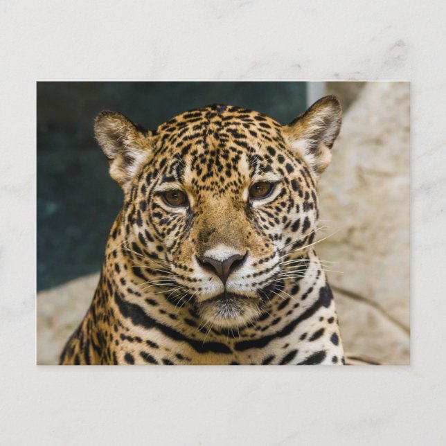 Postal Leopard Wildcat Face (Anverso)