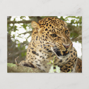 Postal LeopardCheetaro010
