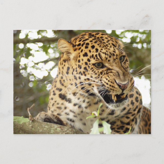 Postal LeopardCheetaro010 (Anverso)