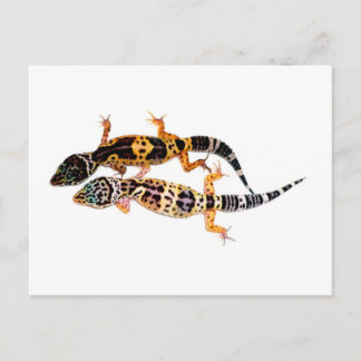 Postal Leopardgecko Pärchen