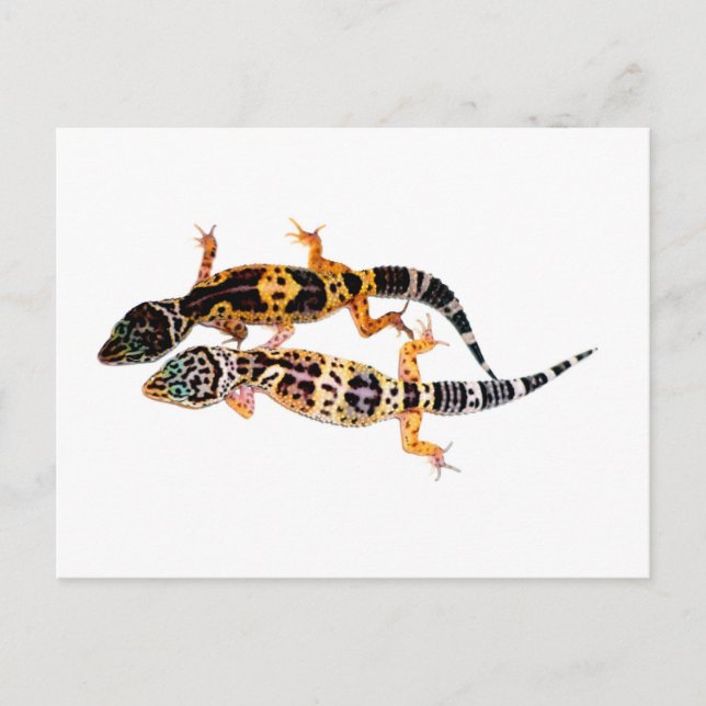 Postal Leopardgecko Pärchen (Anverso)