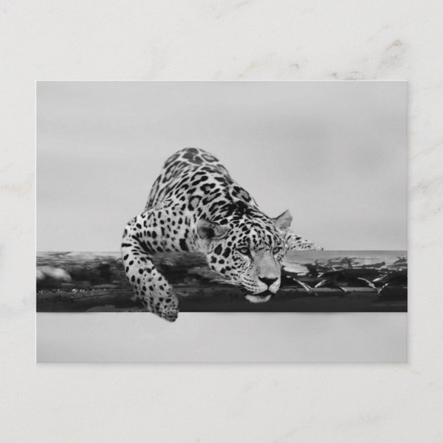 Postal Leopardo (Anverso)