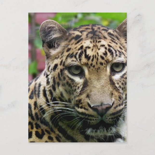 Postal Leopardo (Anverso)