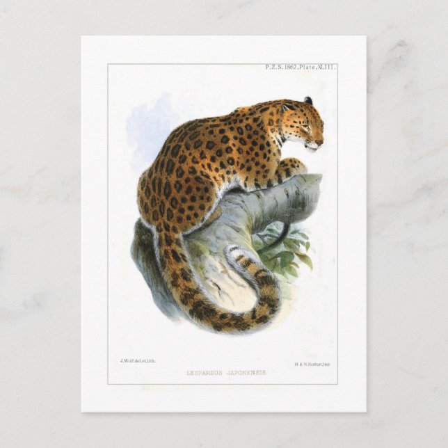 Postal Leopardo (Anverso)