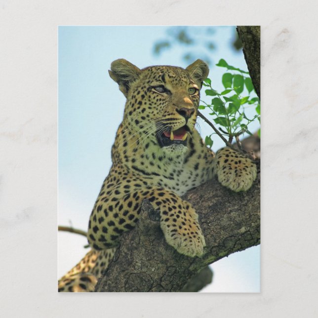 Postal Leopardo (Anverso)