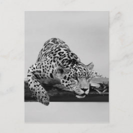 Postal Leopardo