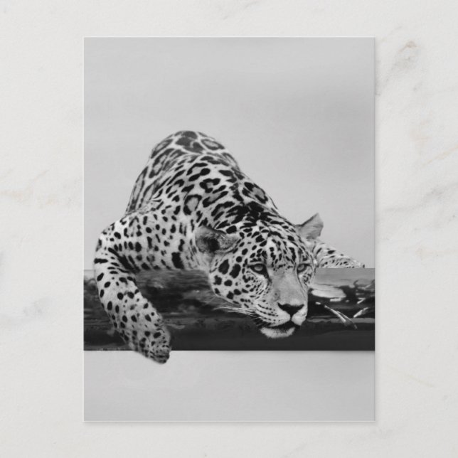 Postal Leopardo (Anverso)
