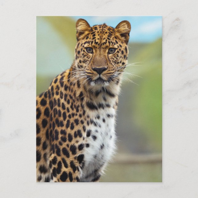 Postal Leopardo (Anverso)
