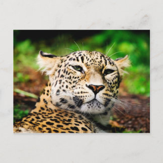 Postal Leopardo