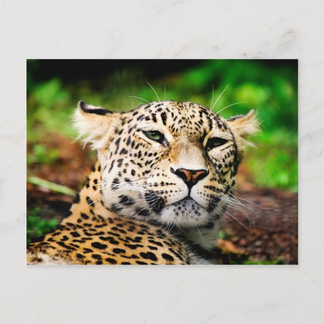 Postal Leopardo (Anverso)