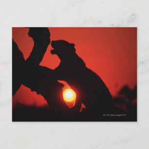 Postal leopardo