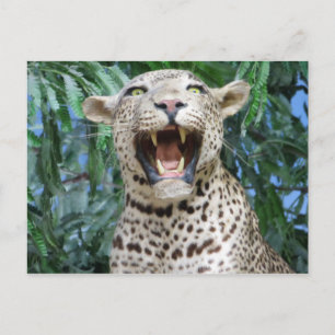 Postal Leopardo