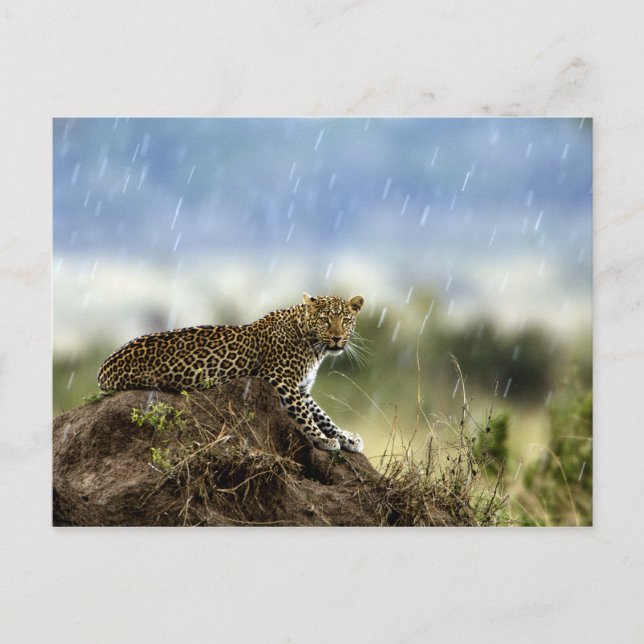 Postal Leopardo (Anverso)