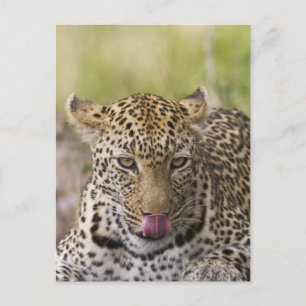 Postal Leopardo