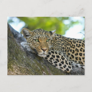 Postal Leopardo