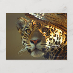 Postal leopardo 2