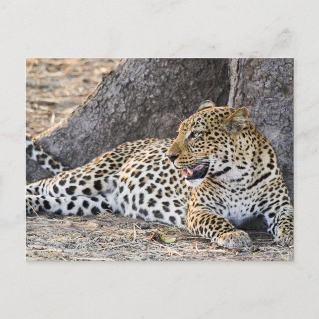 Postal Leopardo acostado en el suelo (Anverso)