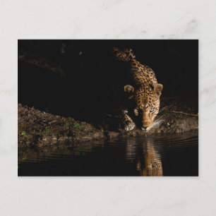 Postal Leopardo africano