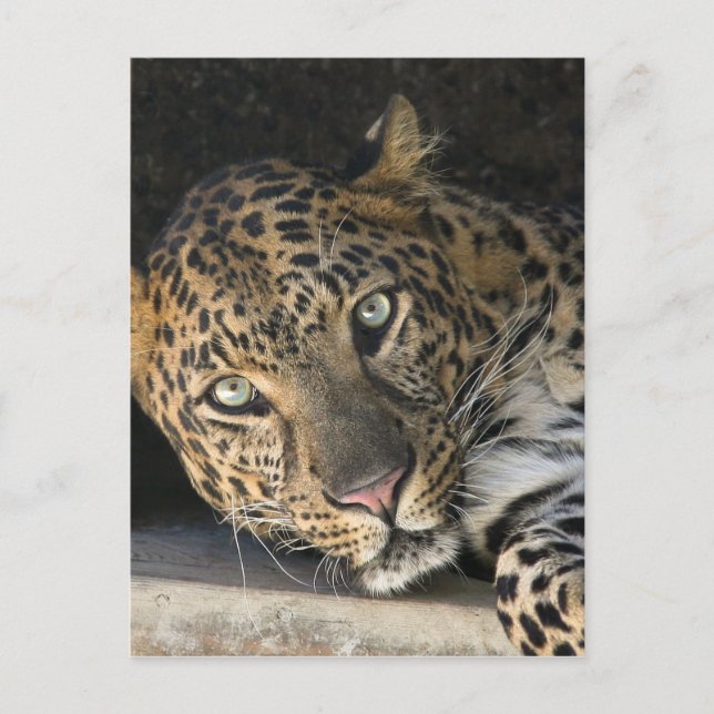 Postal Leopardo africano (Anverso)