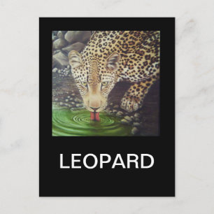 Postal Leopardo africano