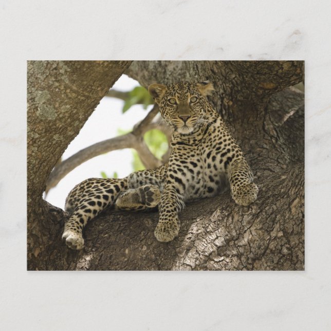 Postal Leopardo Africano, Panthera pardus (Anverso)