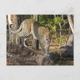 Postal Leopardo Andante Gruñendo a Usted