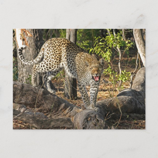 Postal Leopardo Andante Gruñendo a Usted (Anverso)