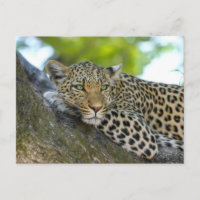 Leopardo Cansado En La Rama Del Árbol