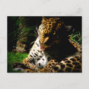 Postal Leopardo de baño