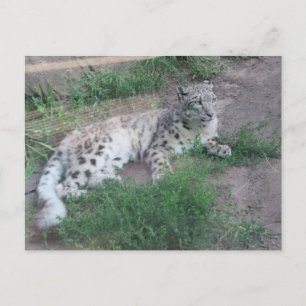 Postal Leopardo de la nieve
