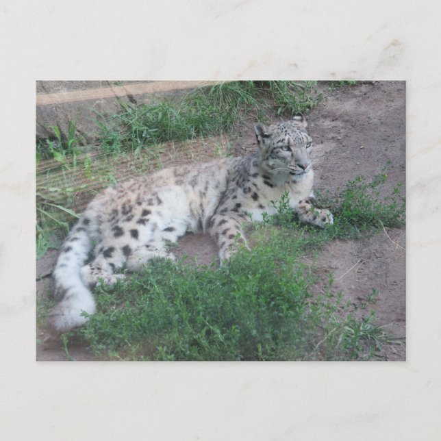 Postal Leopardo de la nieve (Anverso)