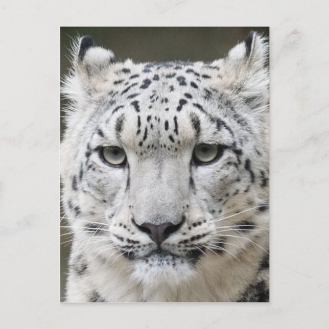 Postal Leopardo de la nieve (Anverso)