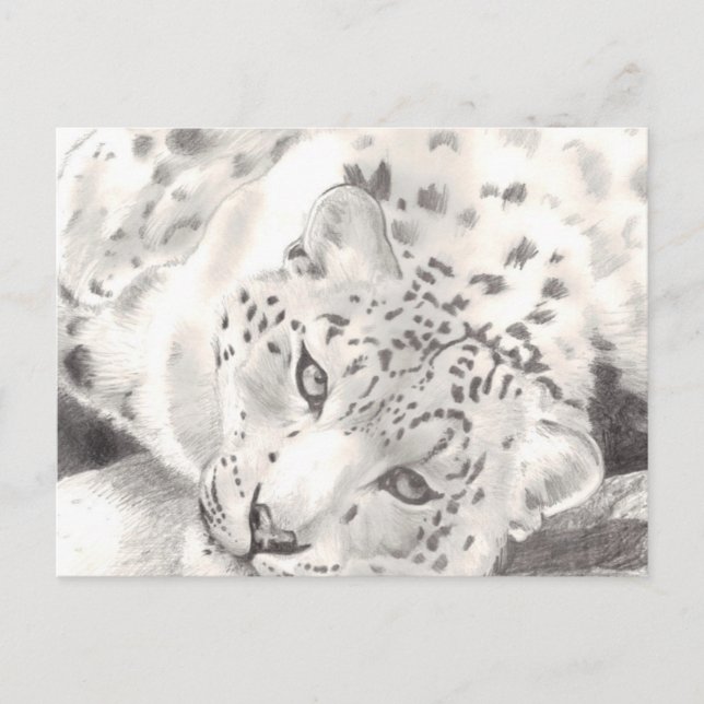 Postal Leopardo de la nieve (Anverso)