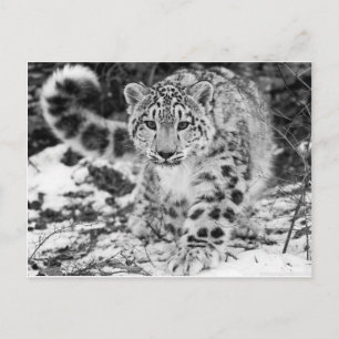 Postal Leopardo de la nieve