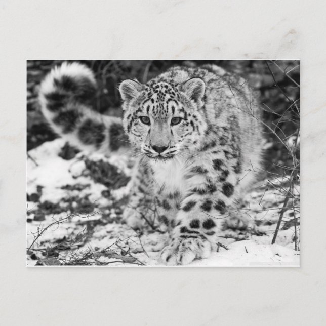 Postal Leopardo de la nieve (Anverso)