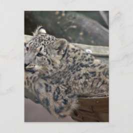 Postal Leopardo de la nieve